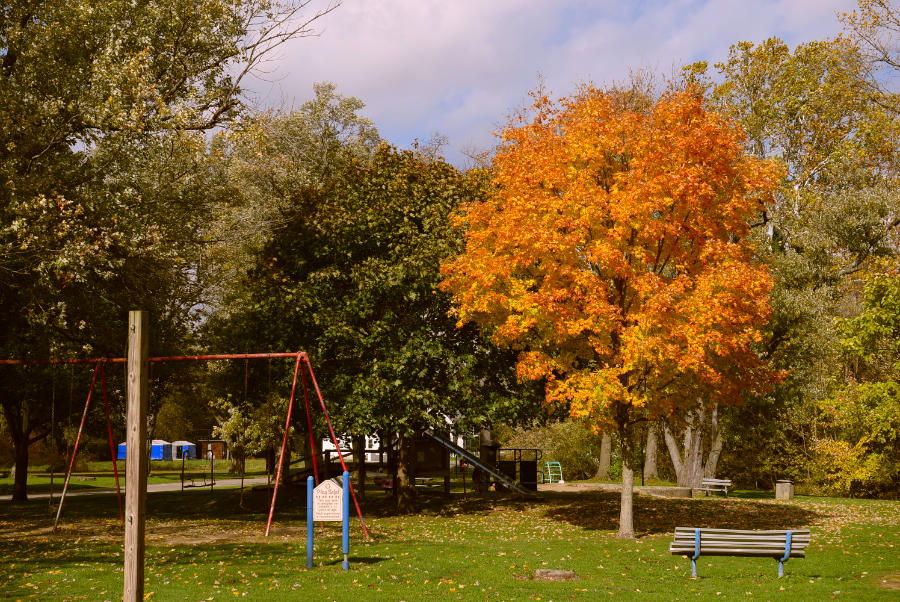 Kelly Park tree in autumn